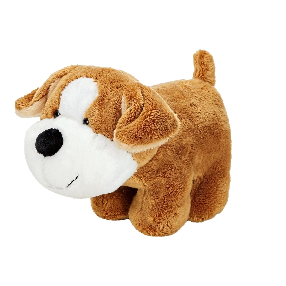 Spürnase Corgi Sammi